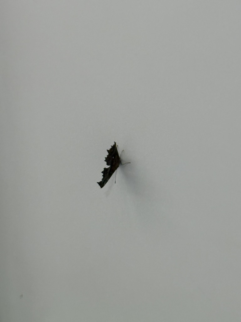 地铁车厢里的枯叶蝶